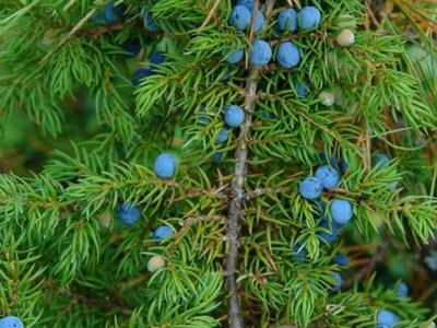 Juniper Essential Oil - Berries, Branches and Leaves