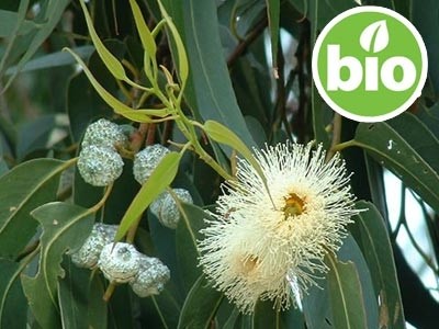 Organic Crude Eucalyptus Essential Oil