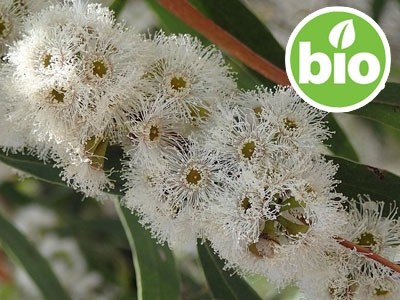 Organic Eucalyptus Radiata Essential Oil