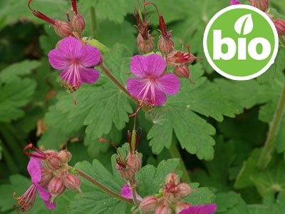 Wild and Organic Geranium Macrorrhizum Essential Oil