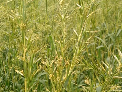 Gingergrass Essential Oil