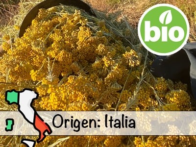 Organic Immortelle Essential Oil - Italy