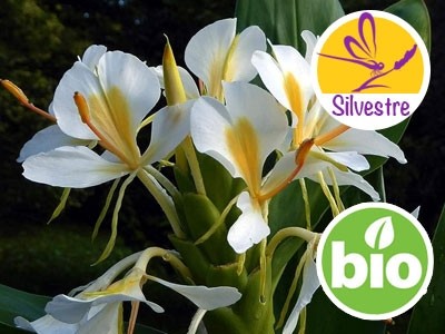 Wild Organic Butterfly Ginger Essential Oil