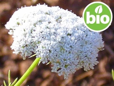 Organic Khella Essential Oil - Biznaga
