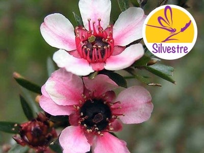 Manuka Essential Oil - Wild