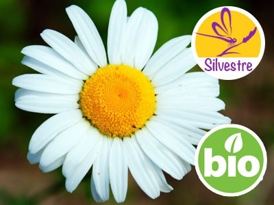 Organic Blue Chamomile - Matricaria Recutita