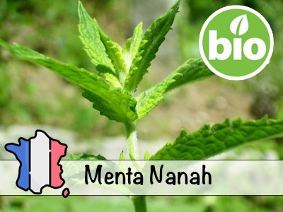 Organic Spearmint (Nanah Mint) Essential Oil