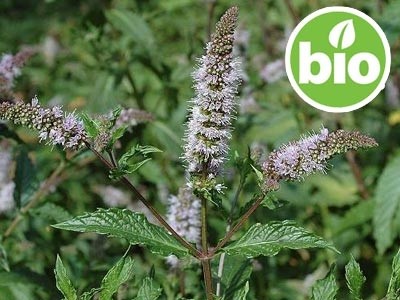Organic Mentha Viridis - Spearmint