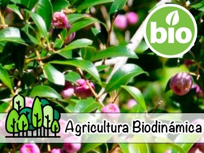 Organic Mango Myrtle Essential Oil