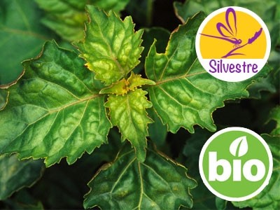 Wild and Organic Patchouli Essential Oil from Madagascar