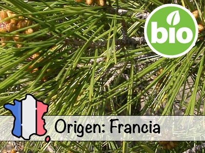 Wild and Organic Aleppo Pine Essential Oil