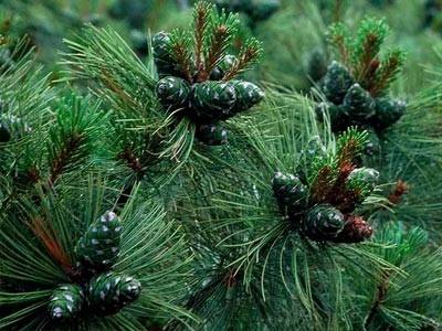 Dwarf or Mountain Pine
