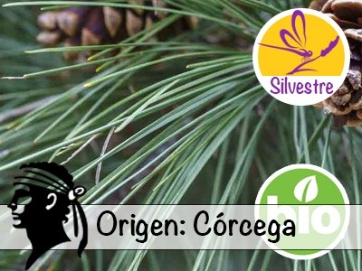 Wild and Organic Corsican Pine