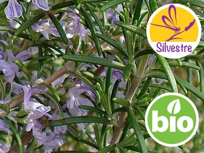 Wild Organic Rosemary Verbenone Essential Oil