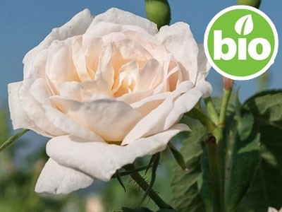 Organic Rosa Alba Essential Oil