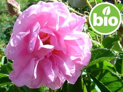 Organic Bulgarian Rose Otto Essential Oil
