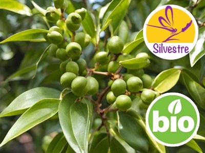 Organic Sugandha Kokila Essential Oil