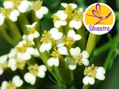 Tagetes Minuta Essential Oil - Wild