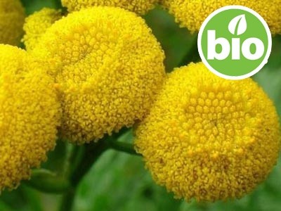 Blue Tansy Essential Oil (Tansy Blue) - Organic