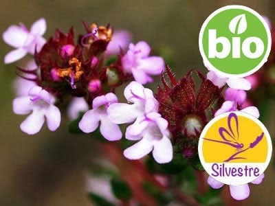 Wild and Organic Red Thyme Essential Oil - Zygis