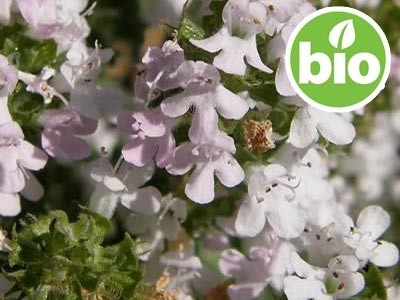 Organic Thyme Essential Oil - CT Thujanol
