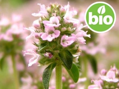 Organic Common Thyme Essential Oil, Linalool Chemotype