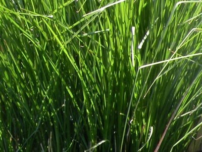 KS Vetiver Essential Oil - Cultivated