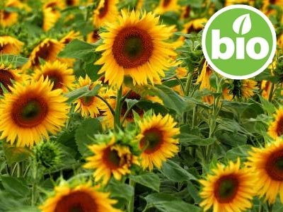 Organic Virgin Sunflower Oil - 1st Pressing