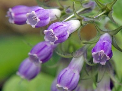 Comfrey Oil
