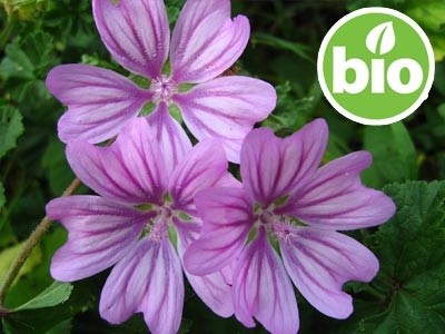 Mallow Flower Macerate in Organic Sunflower Oil
