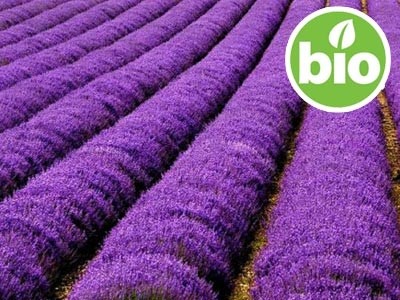 Organic Lavender Macerated Oil in Organic Olive Oil