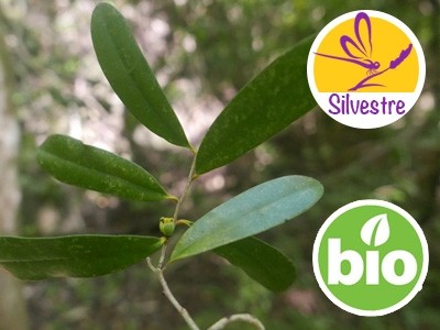 Organic Mandravasarotra or Saro Essential Oil