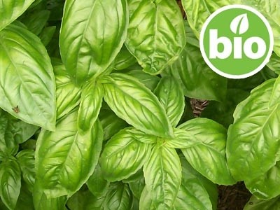 Organic Exotic Basil Essential Oil - Methylchavicol Chemotype