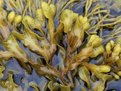 Fucus Powder