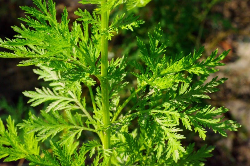 Davana Essential Oil