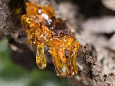 Copaiba Balsam Essential Oil