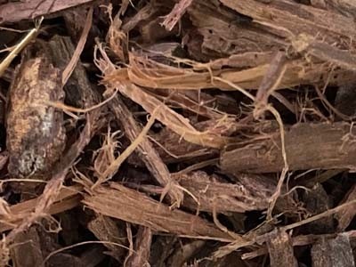Whole Tepezcohuite Bark