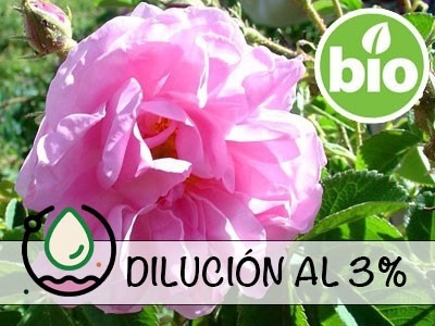 Organic Damask Rose - Bulgarian Otto Dilution at 3%