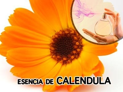 Calendula Fragrance