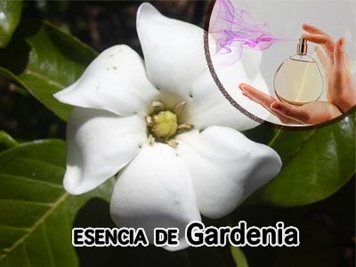 Gardenia Fragrance