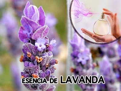 Lavender Fragrance