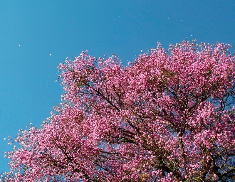 Rosewood - Nature-Identical