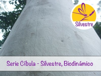 Australian Eucalyptus Citriodora Essential Oil