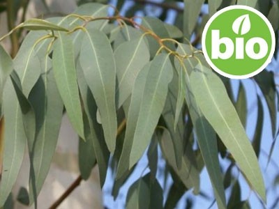 Eucalyptus Staigeriana Essential Oil