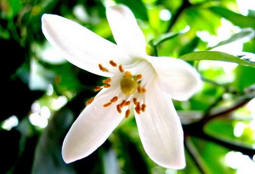 Orange Blossom Flavouring