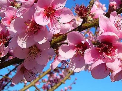 Peach Blossom Fragrance