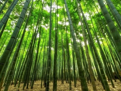 Bamboo Forest Fragrance