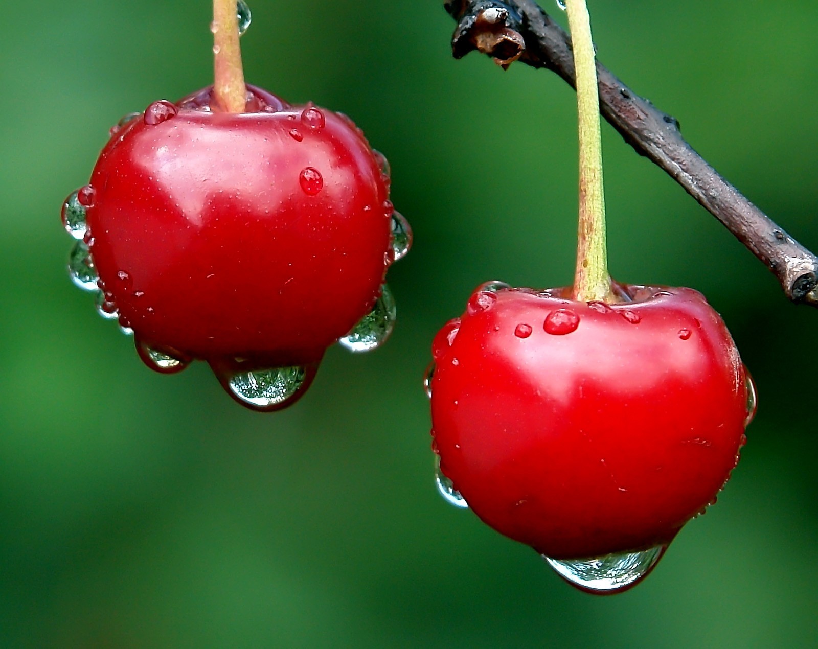 Cherry Fragrance