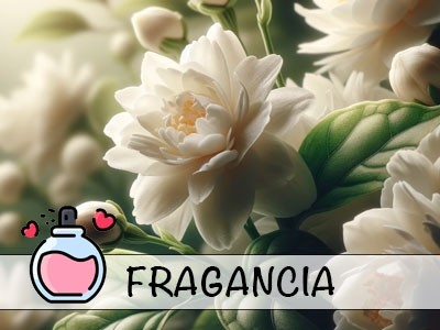 Jasmine Sambac Fragrance