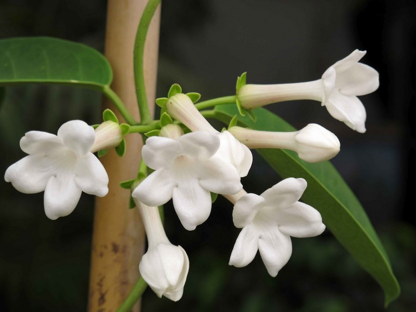 Fresh Jasmine Fragrance